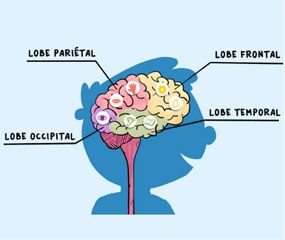 Comment fonctionne le cerveau ? Une vidéo Curionautes