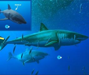 Le requin blanc à dents pointues : découvre le portrait de ce géant des mers. Un webdoc Wapiti