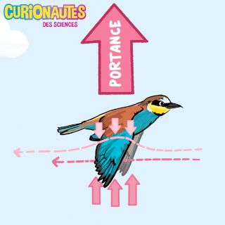 capture vidéo « Comment les oiseaux font pour voler ? » © Milan presse 2022. capture vidéo « Comment les oiseaux font pour voler ? » © Milan presse 2022.