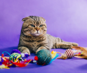 Activité : créez un jouet pour minou