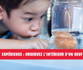 Expérience nature : faites disparaître la coquille d'un oeuf